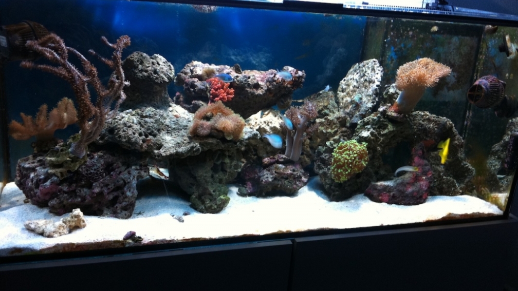 Aquarium Hauptansicht von 300L44