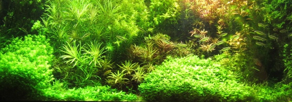 Aquarium Hauptansicht von mysteryland