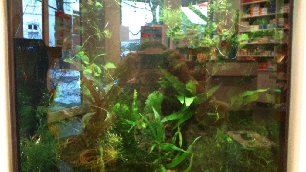 Aquarium Hauptansicht von Gesellschaftsbecken Viersen