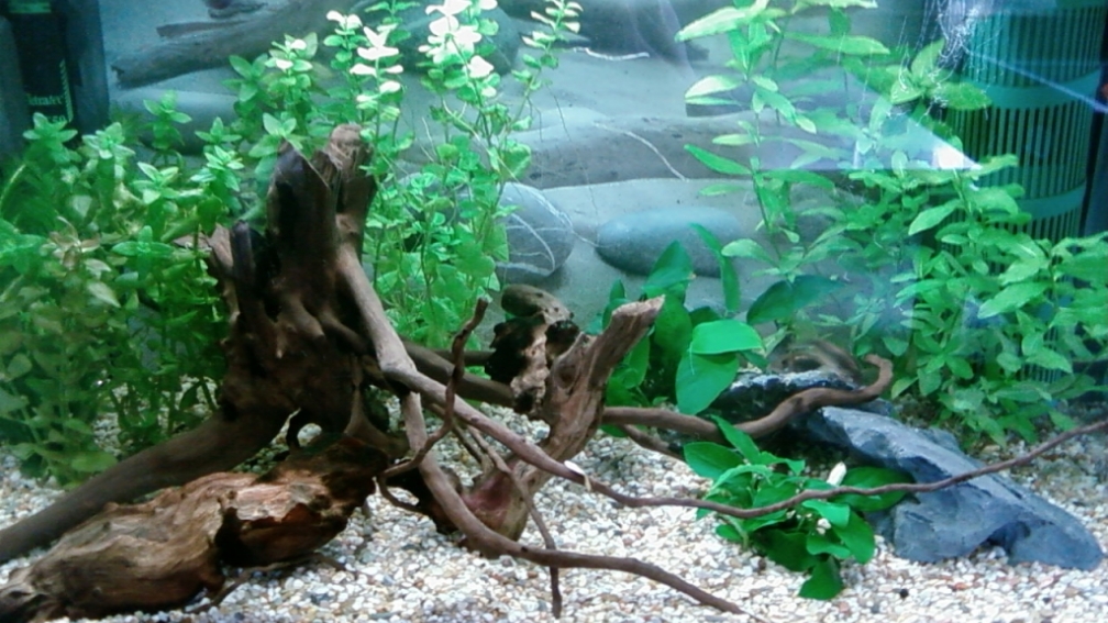 Aquarium Hauptansicht von Test/Zweitbecken