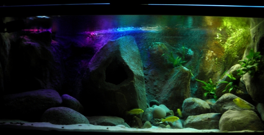 Aquarium Hauptansicht von Yellowhome