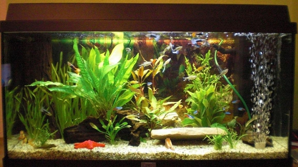 Mein erstes Aquarium