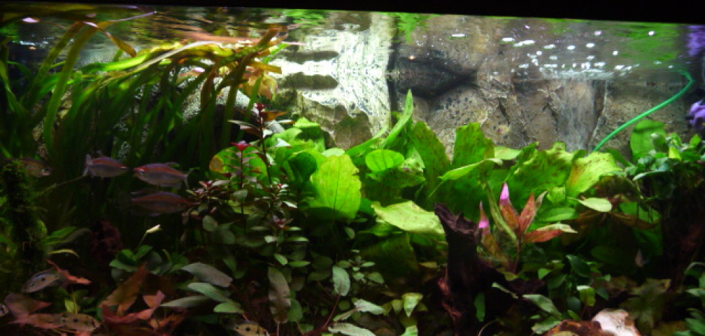 Gesellschaftsbecken Amazonas-Kongo