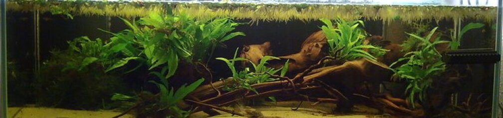 Aquarium Hauptansicht von Artenbecken Betta Macrostoma