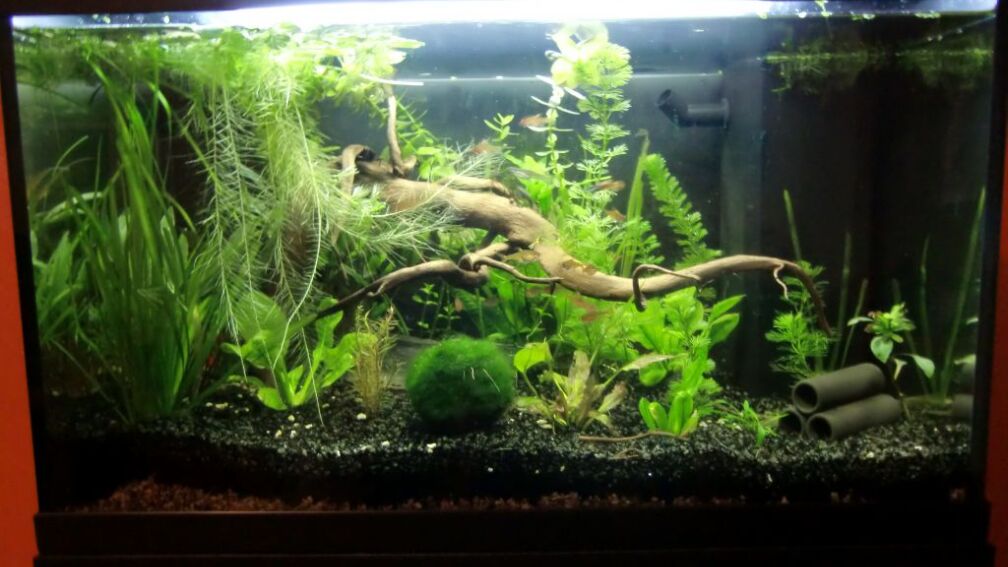 Aquarium Hauptansicht von Land of Jungle