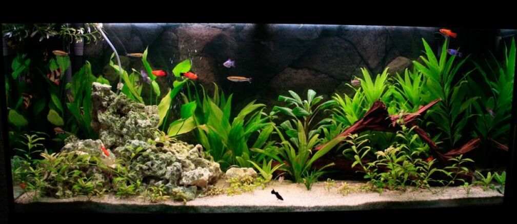 Aquarium Hauptansicht von Fluval Roma 240