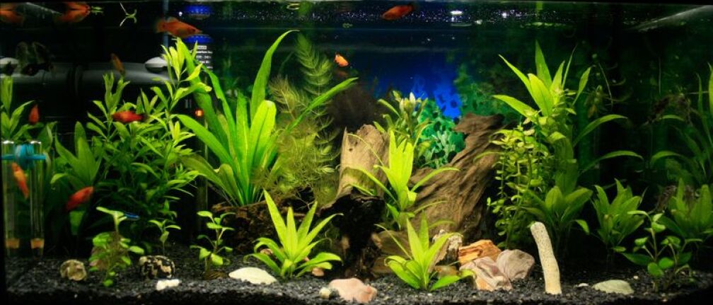 Aquarium Hauptansicht von 54 Liter