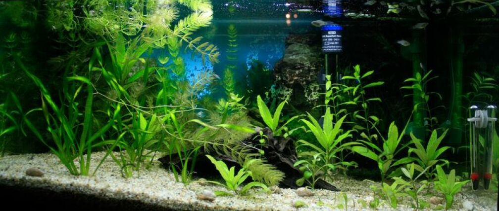 Aquarium Hauptansicht von 54 Liter Aufzucht