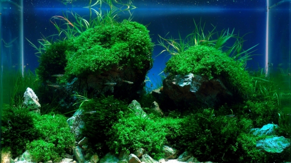 Aquarium Hauptansicht von A rolling stone gathers no moss