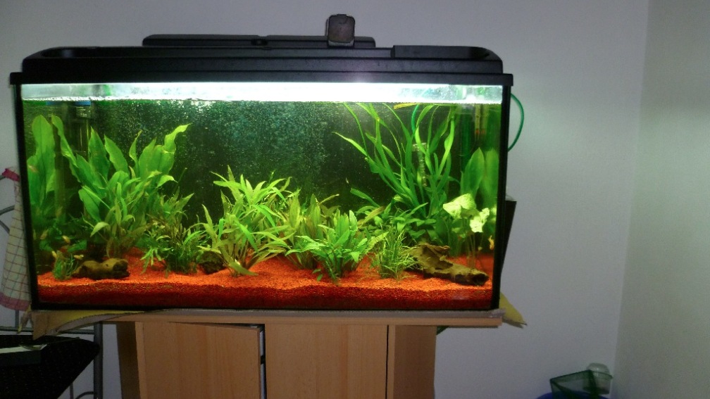 Aquarium Hauptansicht von Dannys Aquarium