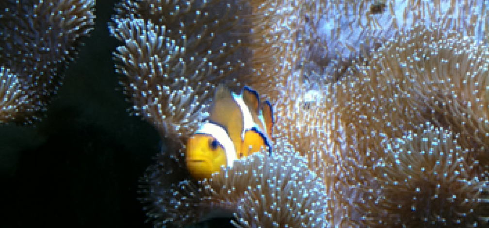 Aquarium Hauptansicht von Flev´s MeWa Tank