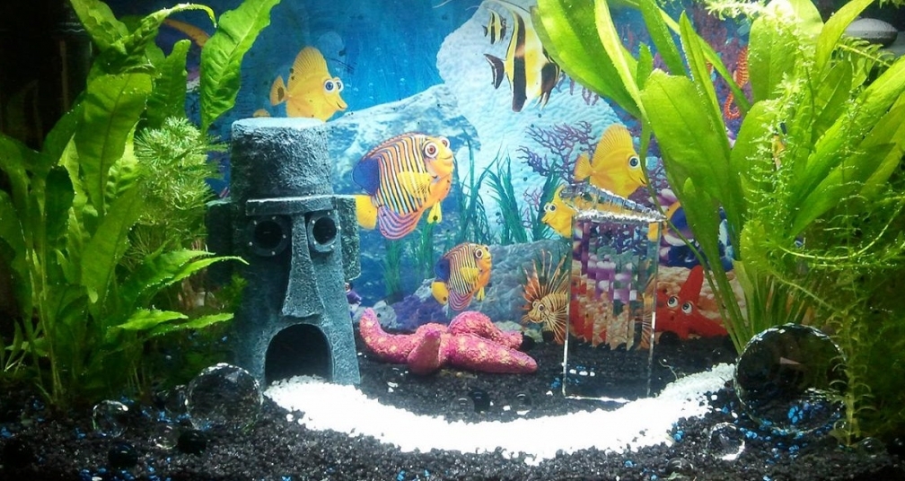 Aquarium Hauptansicht von Mein erstes Aquarium )