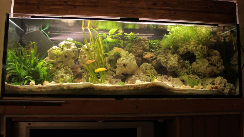 Aquarium Hauptansicht von Tanganjika 375l - Nur noch als Beispiel