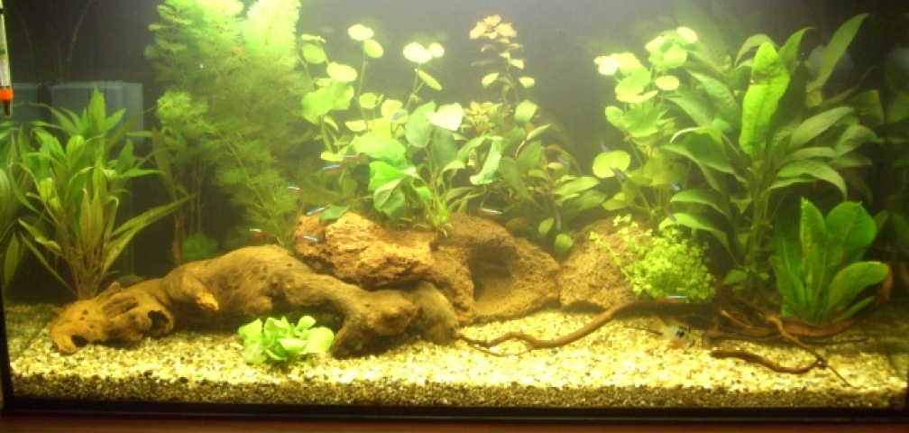 Gesamtansicht vom neueingerichteten Aquarium