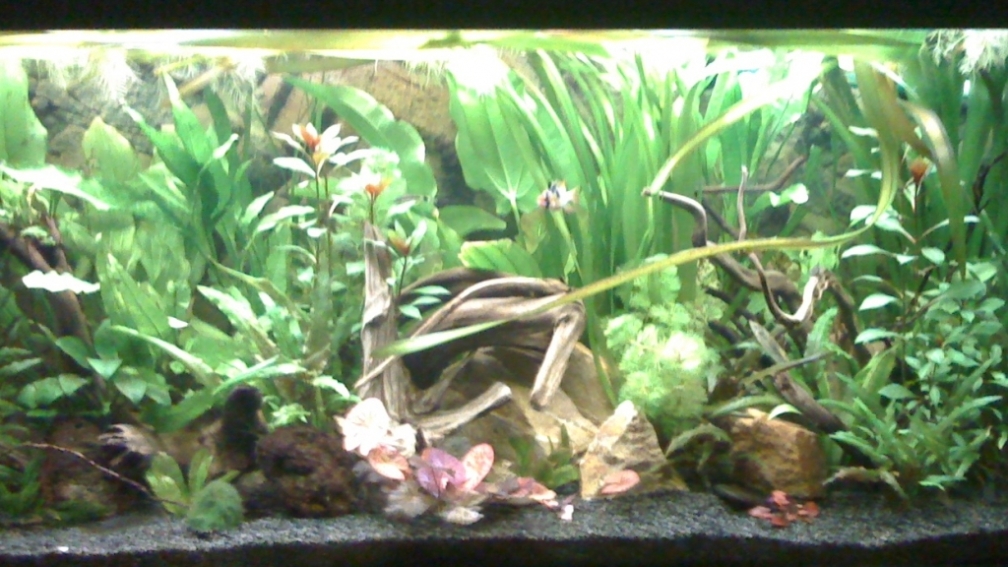 Deep Amazonas Biotop