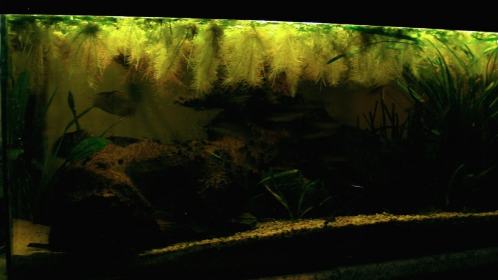 Aquarium Hauptansicht von The Paths of Kulander-The North of South Amerika (