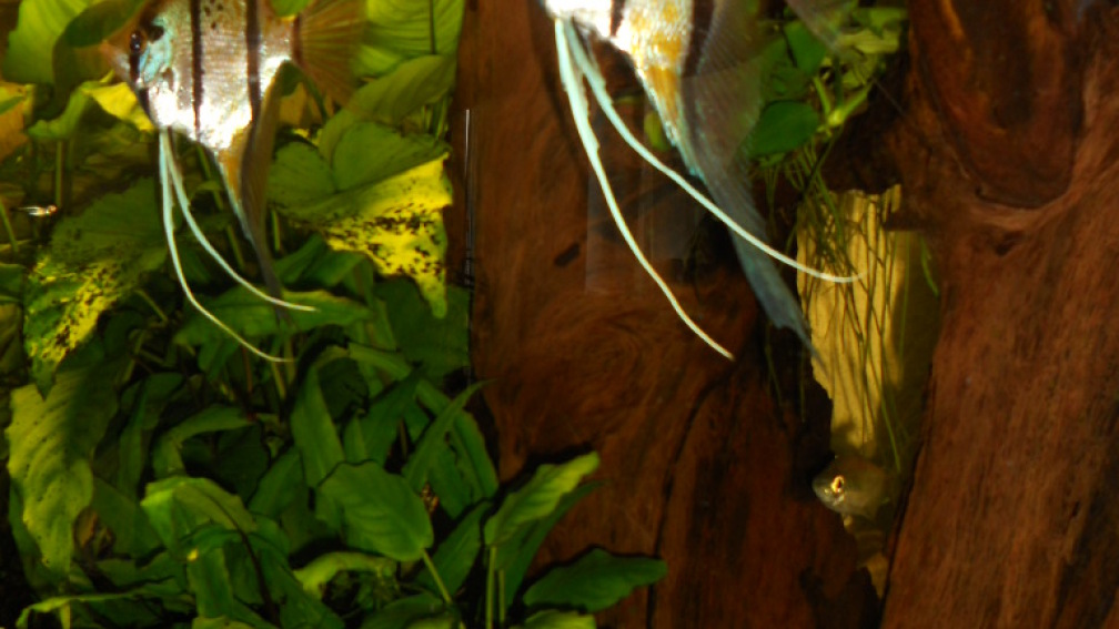 Honig Peru Altum (Pterophyllum altum)