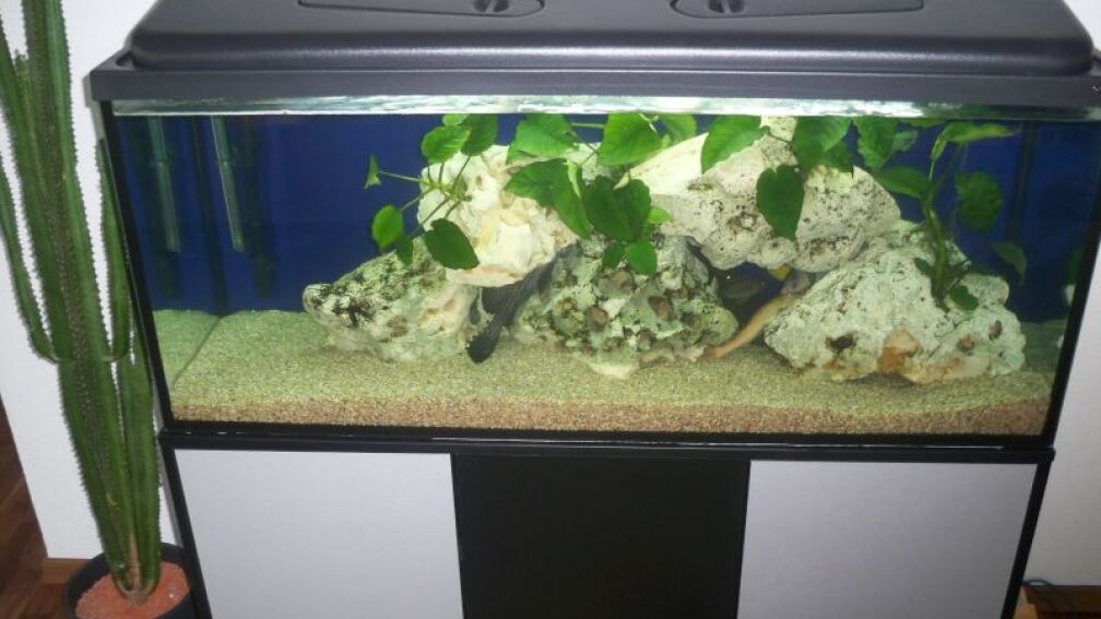 Aquarium (am Anfang)