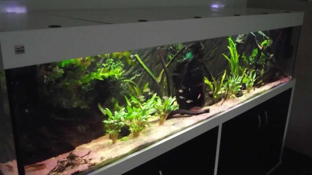 Aquarium Hauptansicht von Westafrika-Style (aufgelöst)