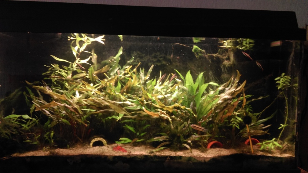 01.01.2016 - Aquarium Hauptansicht von Apistogramma - Pflanzenbecken