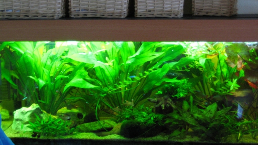 240 Liter Südamerika Gesellschaftsaquarium