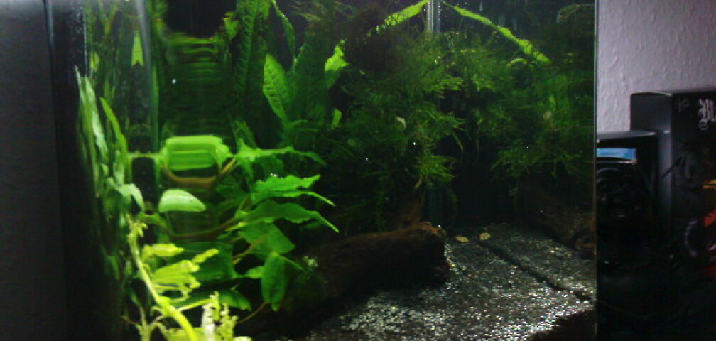 Aquarium Hauptansicht von Nano Cube 10l