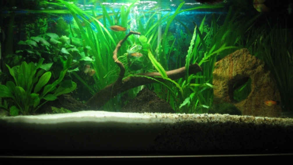 Mein Gesellschaftsbecken