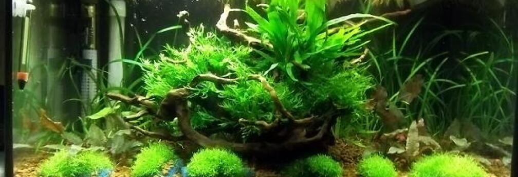 10.01.2011 Jetzt Riccia im Vordergrund