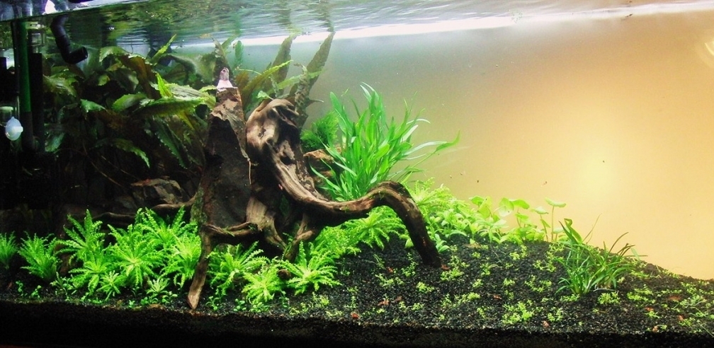 Aquarium Hauptansicht von Oasis of silence