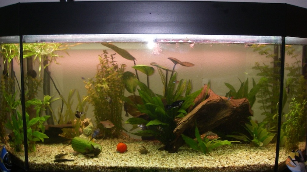 Aquarium Hauptansicht von Juwel Panorama 100