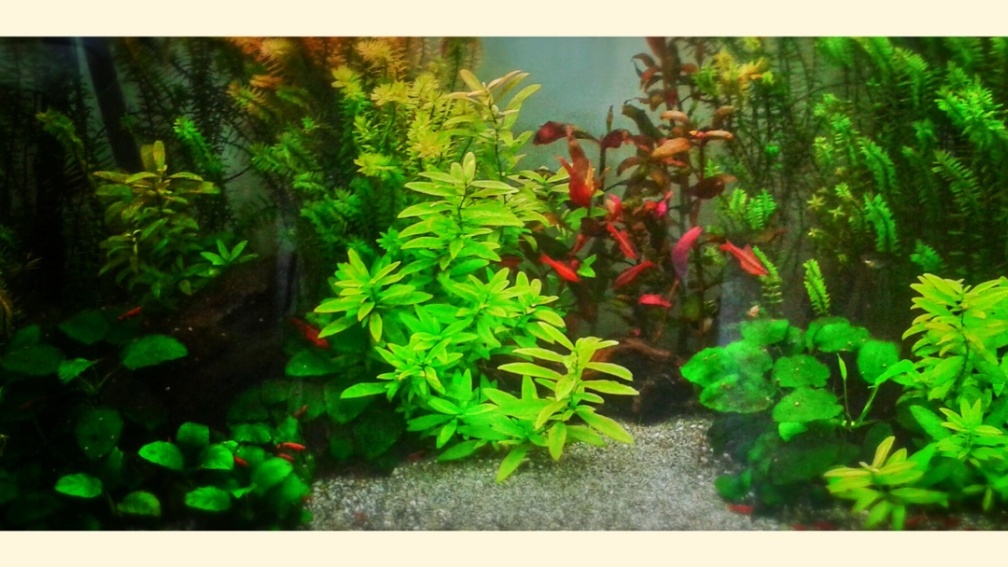 Aquarium Hauptansicht von 120l Asiabecken