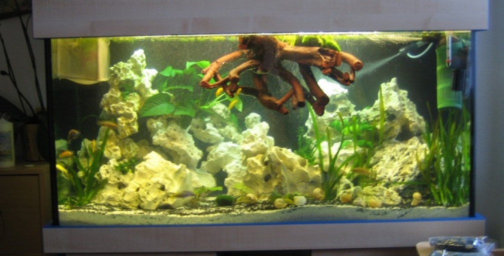 Mein neues 430 liter Malawieaquarium