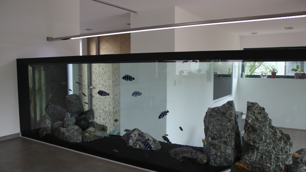 Aquarium Hauptansicht von unsere Küchenrückwand )