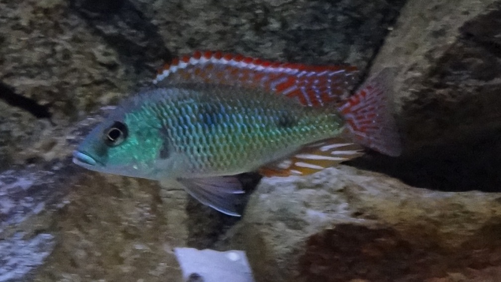 Nur noch als Beispiel