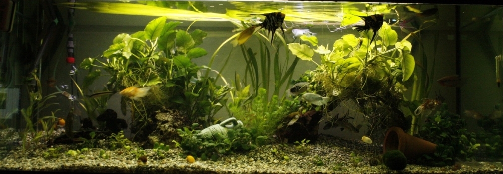 Aquarium Hauptansicht von Mein Schatz