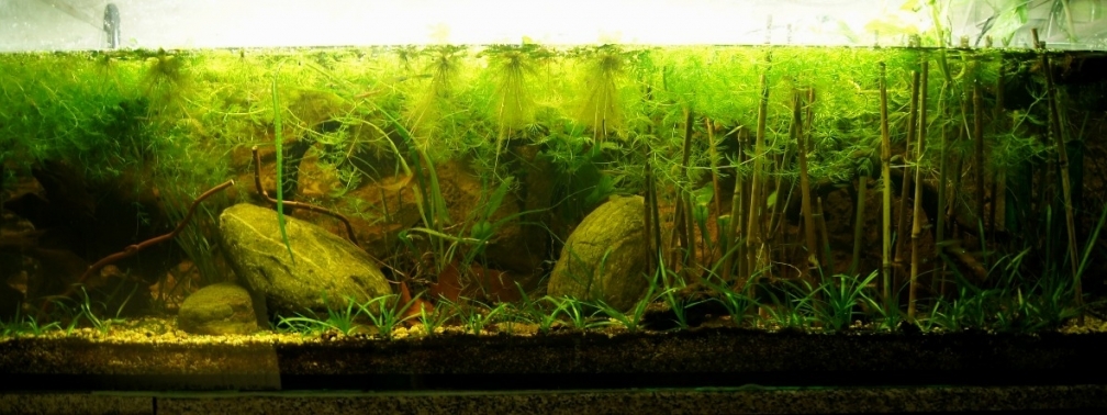 Aquarium Hauptansicht von Natur of Dreams Ogowe Aquarium Hauptansicht von Natur of Dreams Ogowe