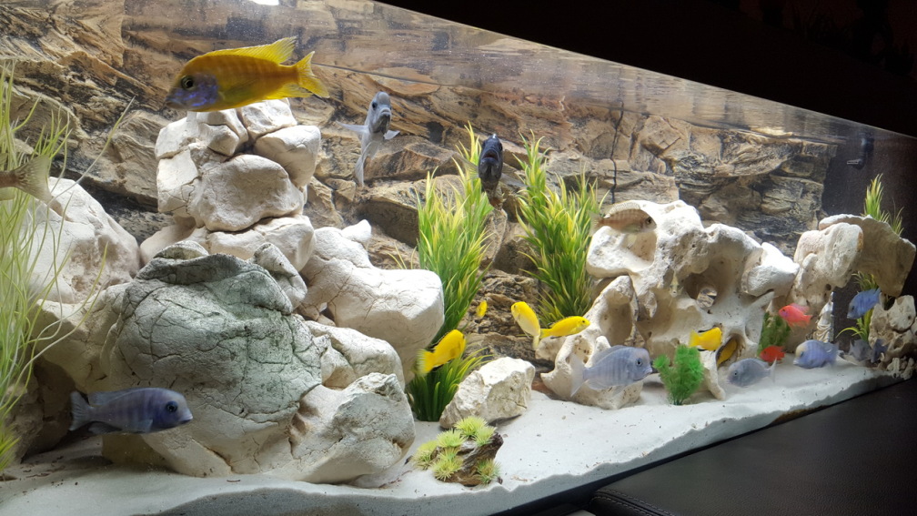 Aquarium Hauptansicht von Malawi Becken
