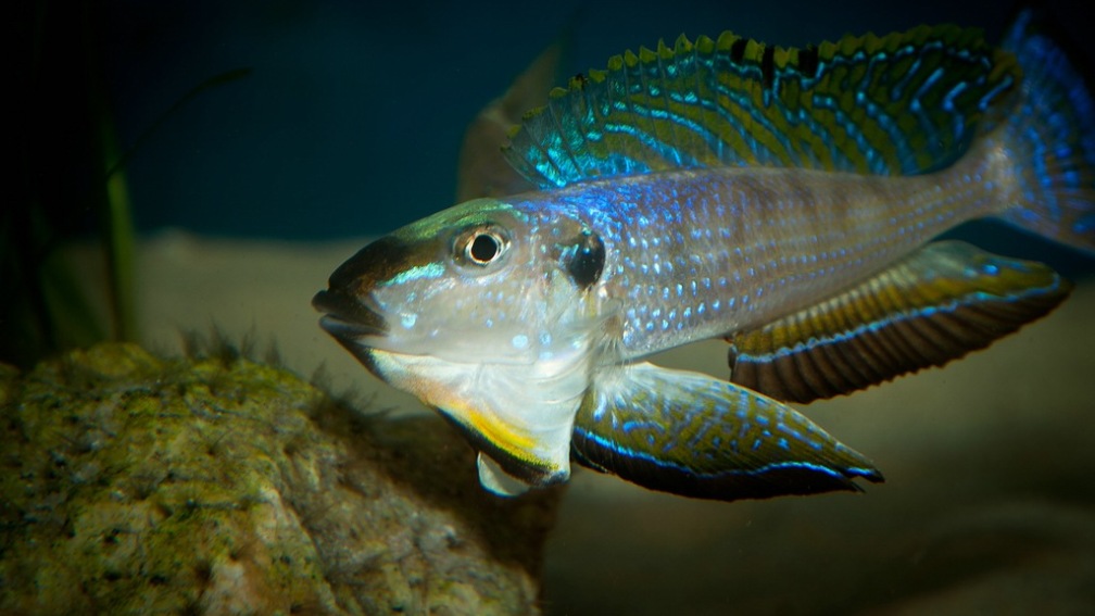 Aquarium Hauptansicht von Sonnenbank