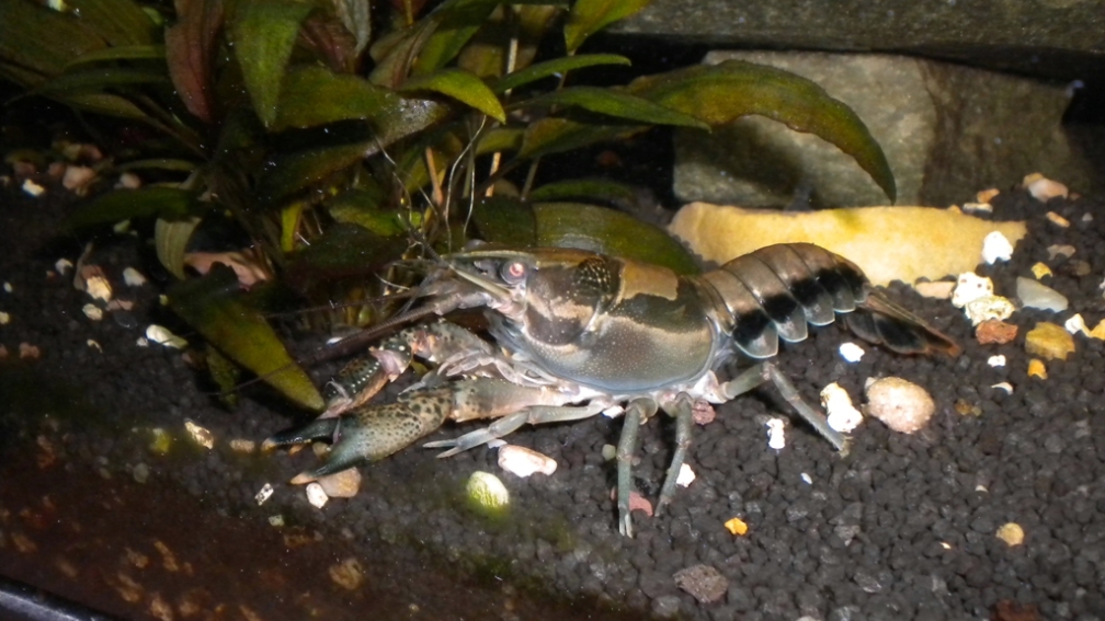 Aquarium Hauptansicht von Mein Krebsbecken