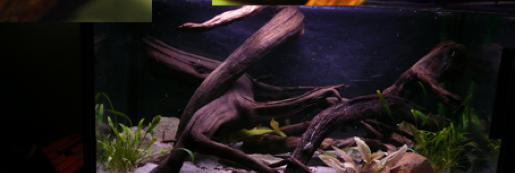 Aquarium Hauptansicht von Kakadus
