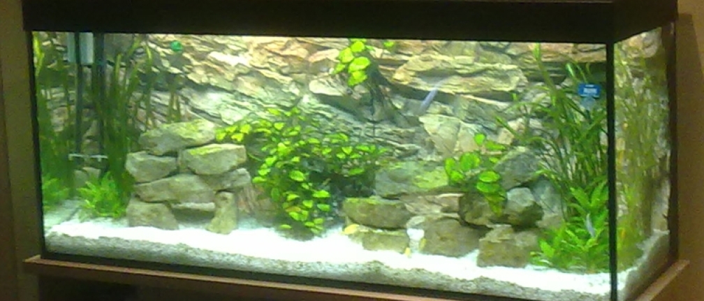 Gesamtbild Aquarium Solo