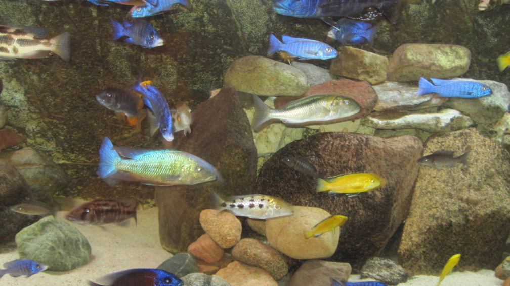 Aquarium Hauptansicht von Mannes Badewanne