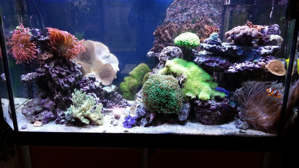 Aquarium Hauptansicht von No´s Reef