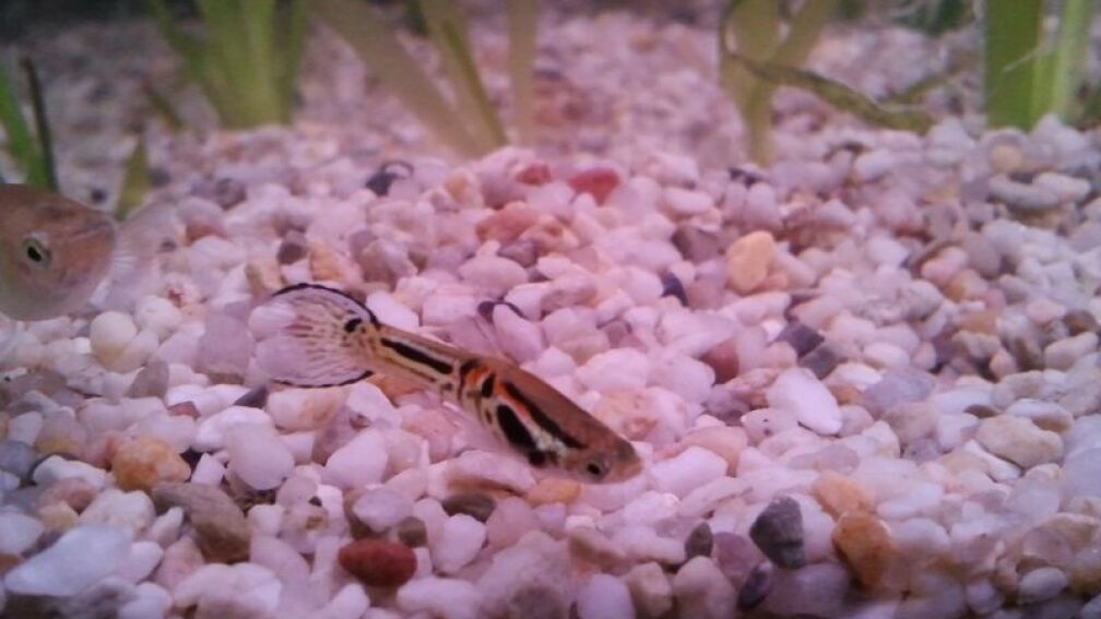 Aquarium Hauptansicht von Snake skin Endler Aquarium Aquarium Hauptansicht von Snake skin Endler Aquarium