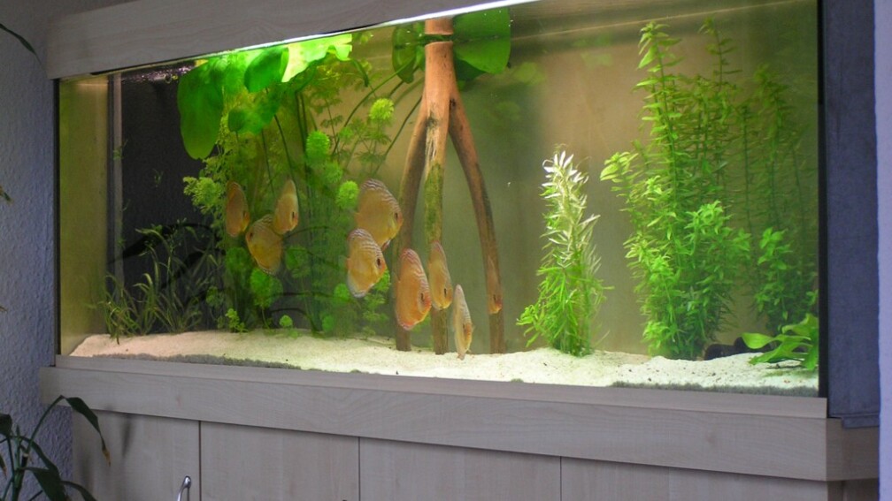 Aquarium Hauptansicht von Diskusbecken