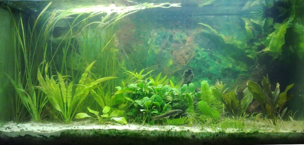 Aquarium Hauptansicht von Asien