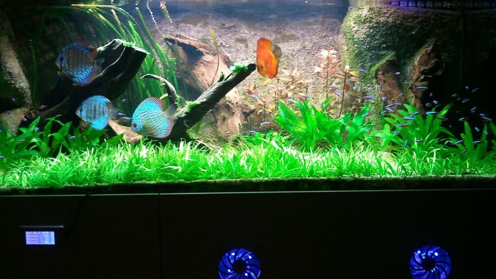 Aktuell das Becken.....