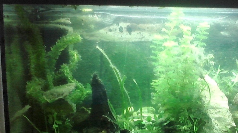 Aquarium Hauptansicht von Unterwasserwelt