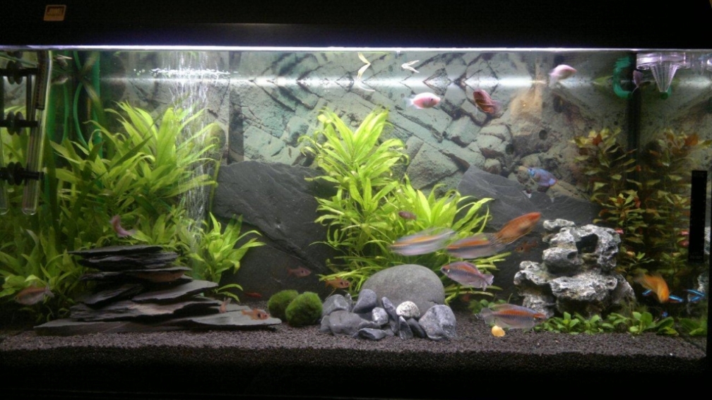 Aquarium Hauptansicht von Mein 1. Becken
