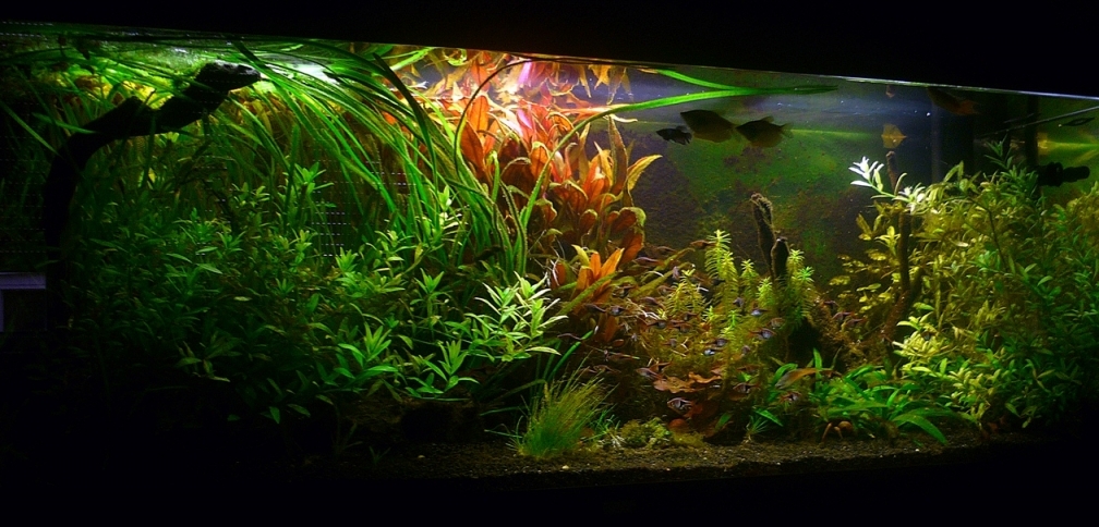 Aquarium Hauptansicht von Asian Dream